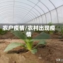 农户疫情/农村出现疫情