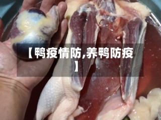 【鸭疫情防,养鸭防疫】