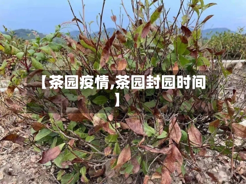 【茶园疫情,茶园封园时间】-第2张图片